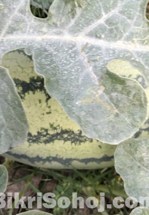 তরমুজ  [Watermelon ]